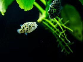 Rare and Miscellenous Fish - Nano Tanks Australia
