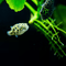 Rare and Miscellenous Fish - Nano Tanks Australia