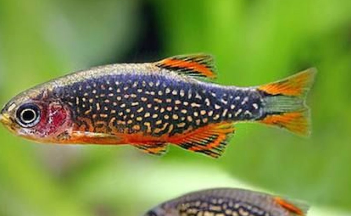 Rasboras – Nano Tanks Australia