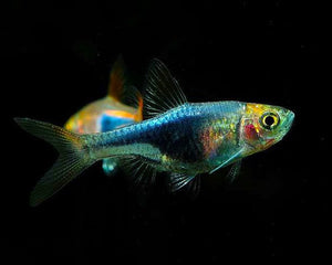 Rasboras - Nano Tanks Australia