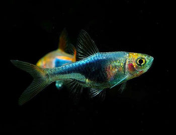Rasboras - Nano Tanks Australia