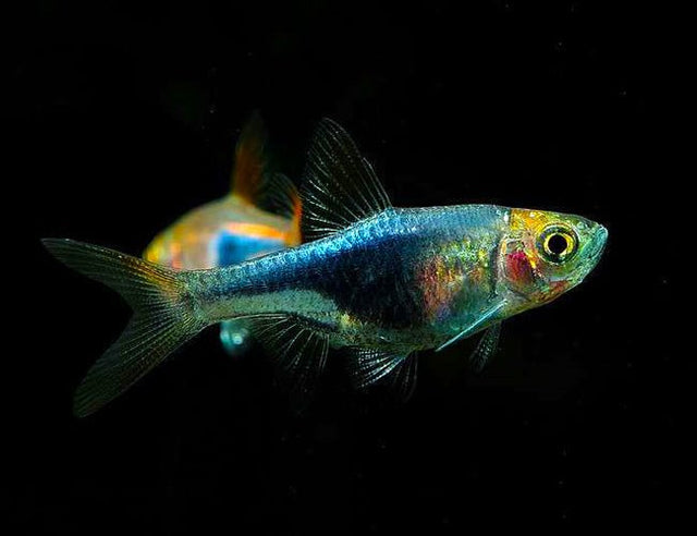 Rasboras - Nano Tanks Australia