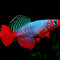 Killifish (Aphyosemion, Panchax, Northos) - Nano Tanks Australia Aquarium Shop