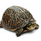 Reptile Products - Nano Tanks Australia