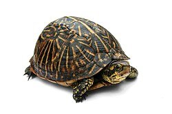 Reptile Products - Nano Tanks Australia