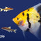 Sale - Nano Tanks Australia Aquarium Shop