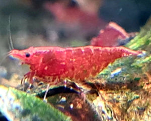 Shrimps - Nano Tanks Australia Aquarium Shop