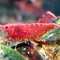 Shrimps - Nano Tanks Australia Aquarium Shop