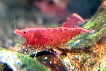 Shrimps - Nano Tanks Australia Aquarium Shop