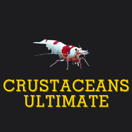 Shrimps - Crustaceans Ultimate - Nano Tanks Australia Aquarium Shop