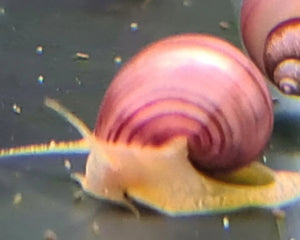 Snails - Mystery - Nano Tanks Australia Aquarium Shop