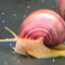 Snails - Mystery - Nano Tanks Australia Aquarium Shop