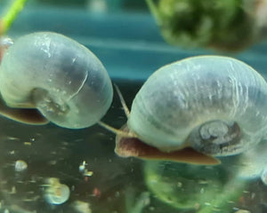 Snails - Ramshorn - Nano Tanks Australia Aquarium Shop