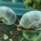 Snails - Ramshorn - Nano Tanks Australia Aquarium Shop