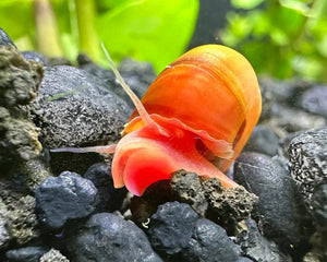 Snails - Ramshorn - Nano Tanks Australia