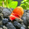 Snails - Ramshorn - Nano Tanks Australia