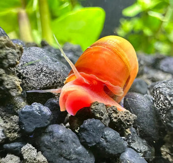 Snails - Ramshorn - Nano Tanks Australia