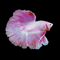 Sought After Bettas - Nano Tanks Australia