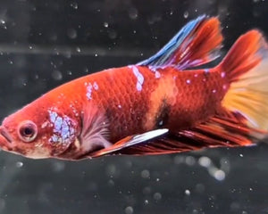 Sought After Bettas - Nano Tanks Australia Aquarium Shop