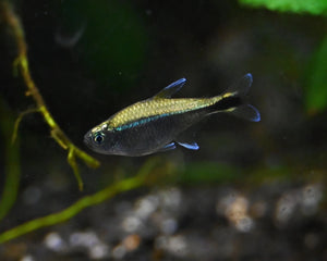 Tetras - Nano Tanks Australia