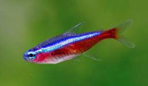 Tetras - Nano Tanks Australia Aquarium Shop