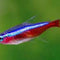 Tetras - Nano Tanks Australia Aquarium Shop