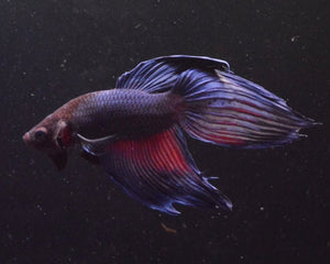 Veiltail Betta Collection - Nano Tanks Australia Aquarium Shop