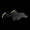 Plecos, Bristlenose, Whiptails and L Numbers - Nano Tanks Australia Aquarium Shop