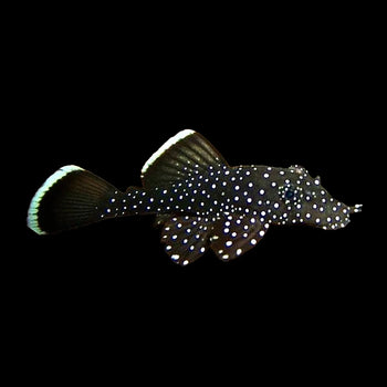 Plecos, Bristlenose, Whiptails and L Numbers - Nano Tanks Australia Aquarium Shop