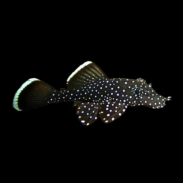 Plecos, Bristlenose, Whiptails and L Numbers - Nano Tanks Australia Aquarium Shop