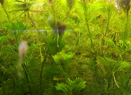 [ALWAYS IN STOCK] Ambulia bunch Limnophila sessiliflora (5 stems 10cm long)
