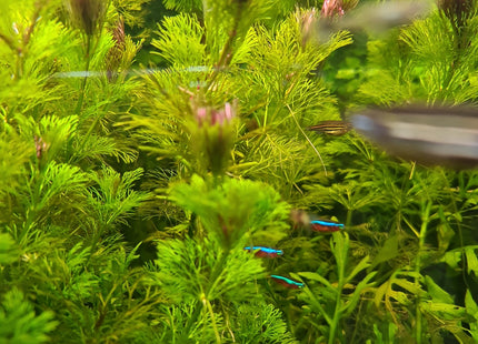 [ALWAYS IN STOCK] Ambulia bunch Limnophila sessiliflora (5 stems 10cm long)