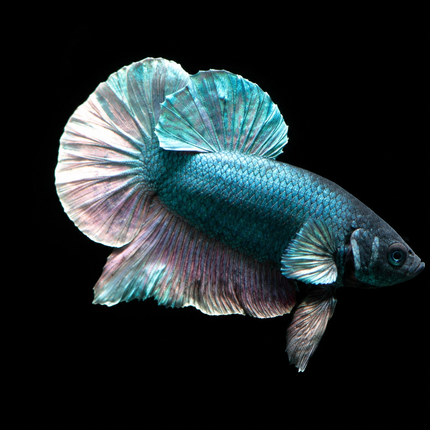1BT11 - [ARRIVED 27-MAY-2026] Halfmoon Plakat Elephant Ear Betta Male
