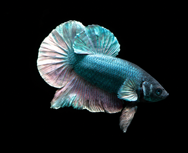 1BT11 - [ARRIVED 27-MAY-2026] Halfmoon Plakat Elephant Ear Betta Male