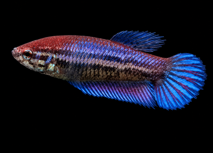 1BT13 - Halfmoon Betta Female