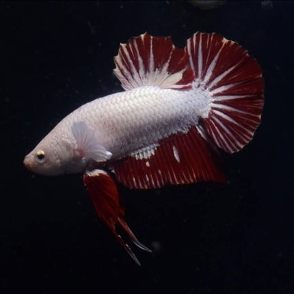 1BT11 - [ARRIVED 2 - DEC - 2025] Red Dragon Halfmoon Plakat Betta Male - Nano Tanks Australia