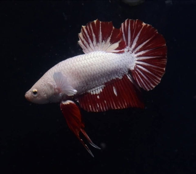 1BT11 - [ARRIVED 2 - DEC - 2025] Red Dragon Halfmoon Plakat Betta Male - Nano Tanks Australia
