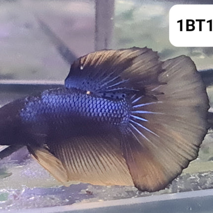 1BT11 - [ARRIVED 2 - JUL - 2025] Mustard GasFancy Halfmoon Betta Male - Nano Tanks Australia
