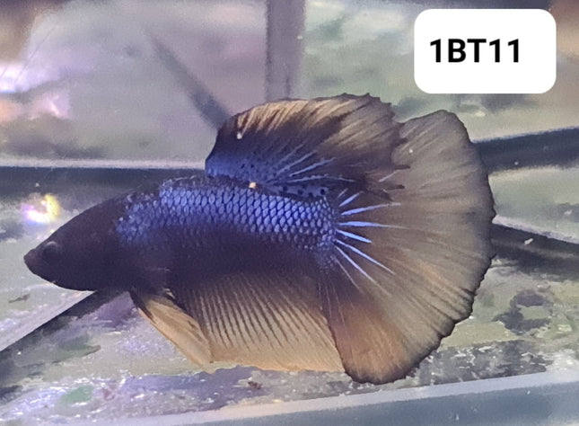 1BT11 - [ARRIVED 2 - JUL - 2025] Mustard GasFancy Halfmoon Betta Male - Nano Tanks Australia