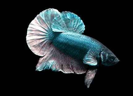 1BT11 - [ARRIVED 27-MAY-2026] Halfmoon Plakat Elephant Ear Betta Male - Nano Tanks Australia