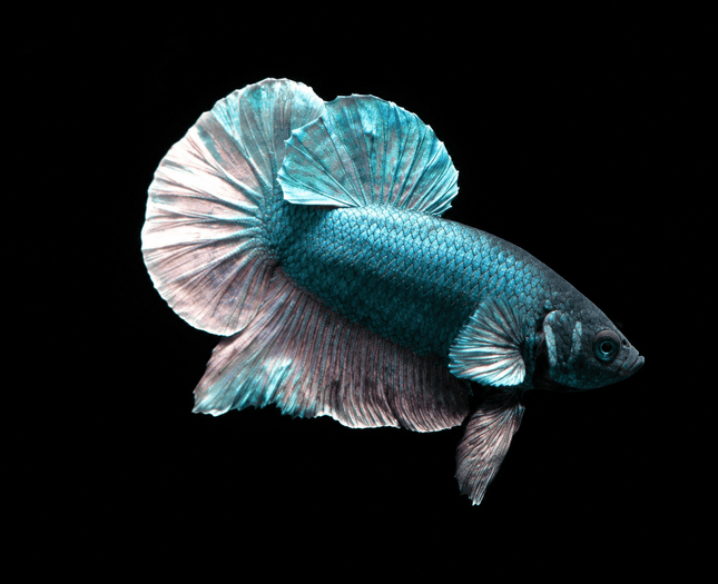 1BT11 - [ARRIVED 27-MAY-2026] Halfmoon Plakat Elephant Ear Betta Male - Nano Tanks Australia
