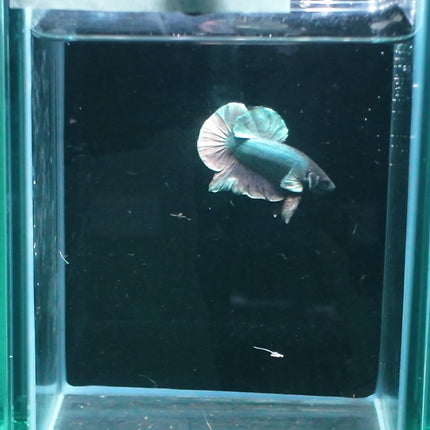 1BT11 - [ARRIVED 27 - MAY - 2026] Halfmoon Plakat Elephant Ear Betta Male - Nano Tanks Australia