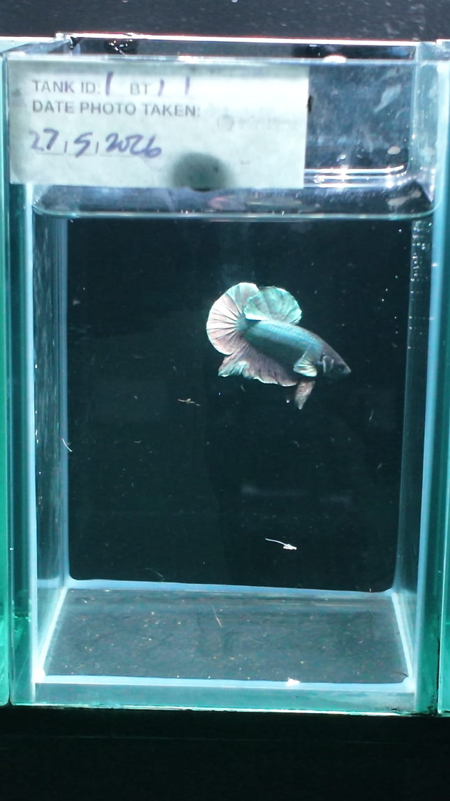 1BT11 - [ARRIVED 27 - MAY - 2026] Halfmoon Plakat Elephant Ear Betta Male - Nano Tanks Australia