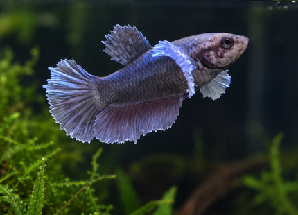 DISPLAY2 - Halfmoon Plakat Betta Male