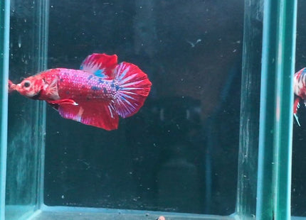 1BT11 - Halfmoon Plakat Betta Male - Nano Tanks Australia