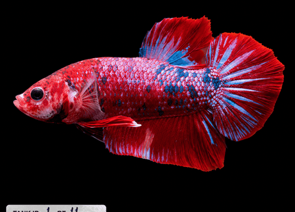 1BT11 - Halfmoon Plakat Betta Male - Nano Tanks Australia
