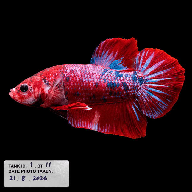 1BT11 - Halfmoon Plakat Betta Male - Nano Tanks Australia