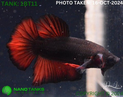 1BT11 - Red Fancy Halfmoon Plakat Betta Male - Nano Tanks Australia Aquarium Shop