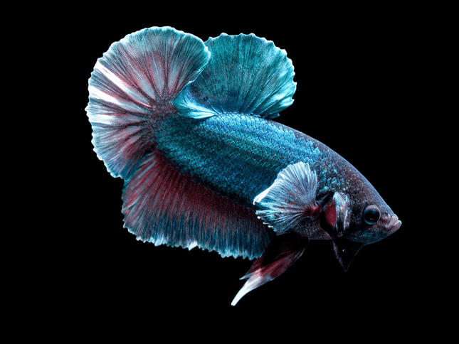 1BT12 - [ARRIVED 27-MAY-2026] Halfmoon Plakat Elephant Ear Betta Male - Nano Tanks Australia