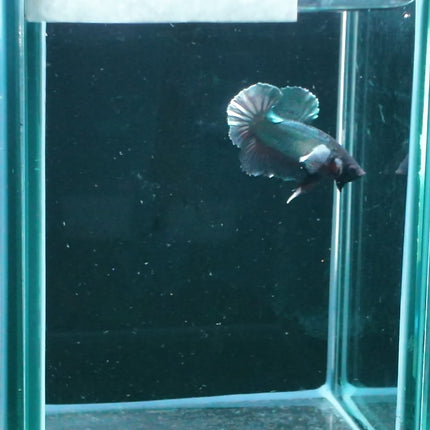 1BT12 - [ARRIVED 27 - MAY - 2026] Halfmoon Plakat Elephant Ear Betta Male - Nano Tanks Australia